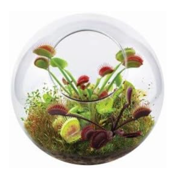 Fly Trap Garden