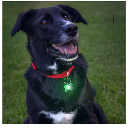 Pup Brightz