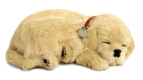 Golden Retriever Perfect Petzzz