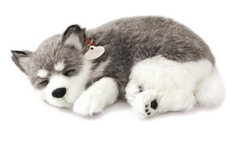 Alaskan Husky Perfect Petzzz