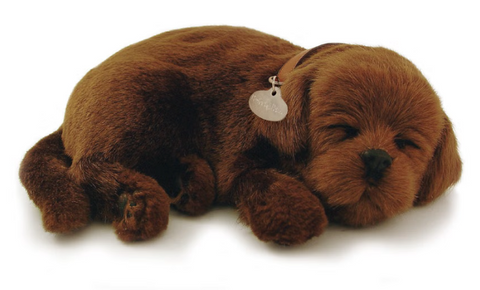 Chocolate Lab Perfect Petzzz