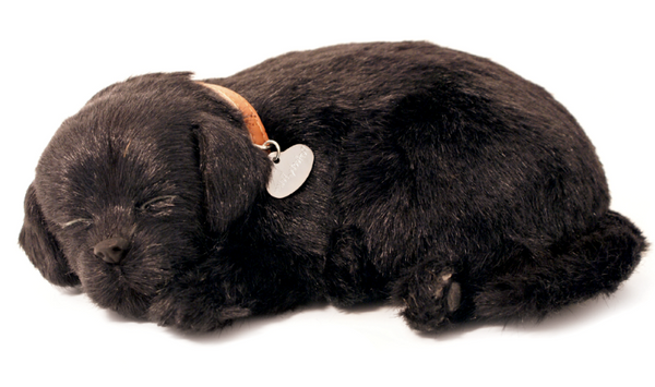 Black Lab Perfect Petzzz