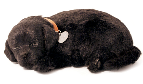 Black Lab Perfect Petzzz