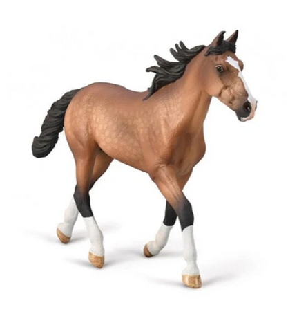 Standardbred Pacer Stallion - Bay