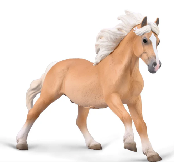 Haflinger Stallion