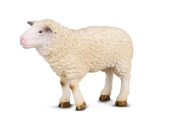 Sheep