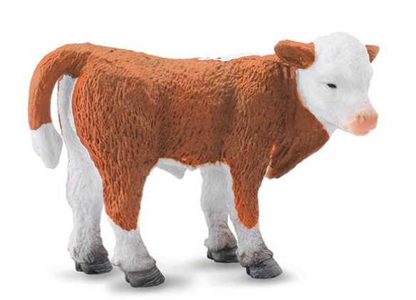 Hereford Calf Standing