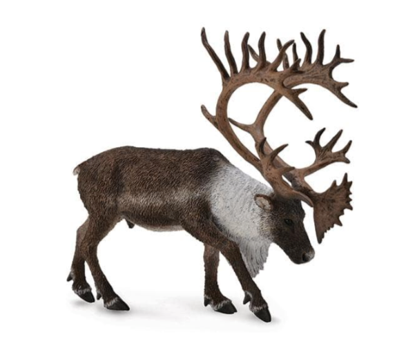 Woodland Caribou