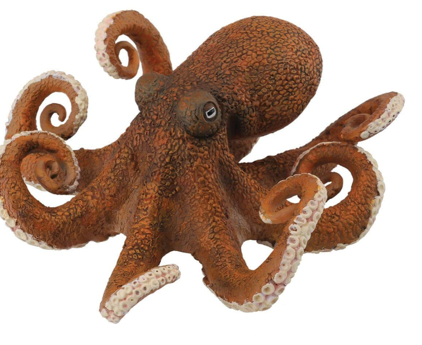 Octopus