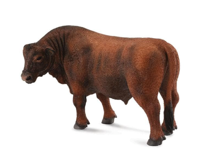 Red Angus Bull