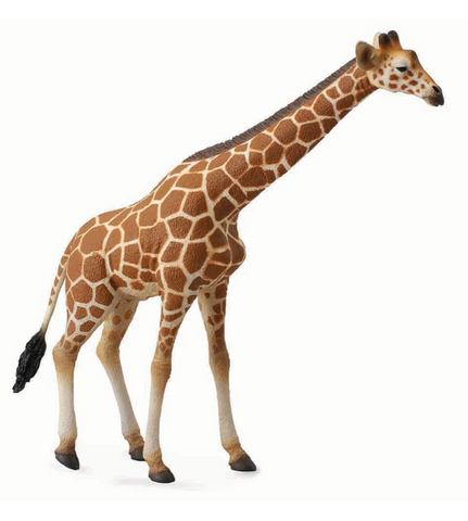 Reticulated Giraffe