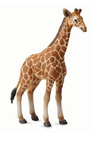 Reticulated Giraffe Calf