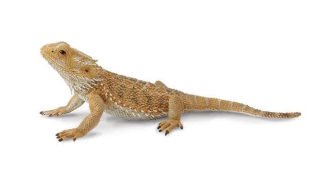 Bearded Dragon Lizard