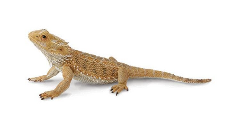 Bearded Dragon Lizard