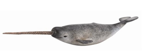 Narwhal