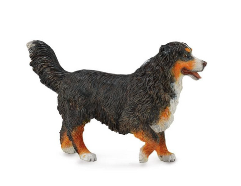 Bernese Mountain Dog