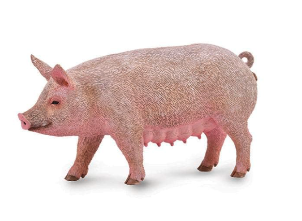 Sow