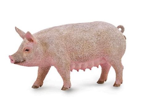 Sow