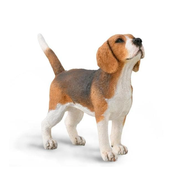 Beagle