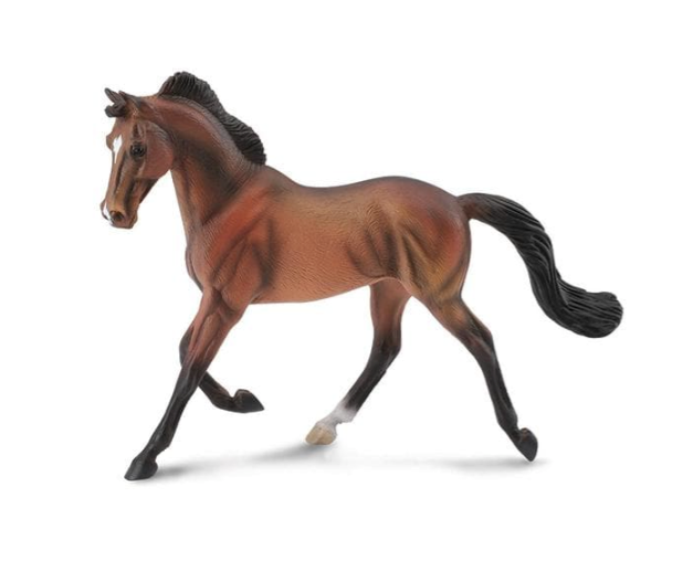Bay Thoroughbred Mare