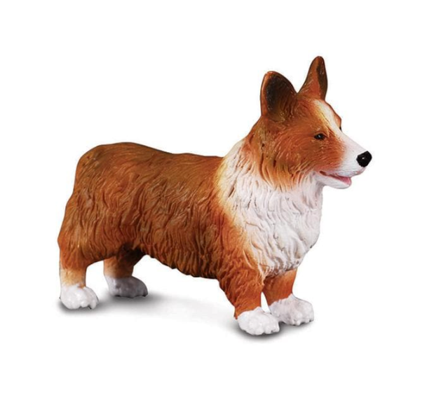 Welsh Corgi