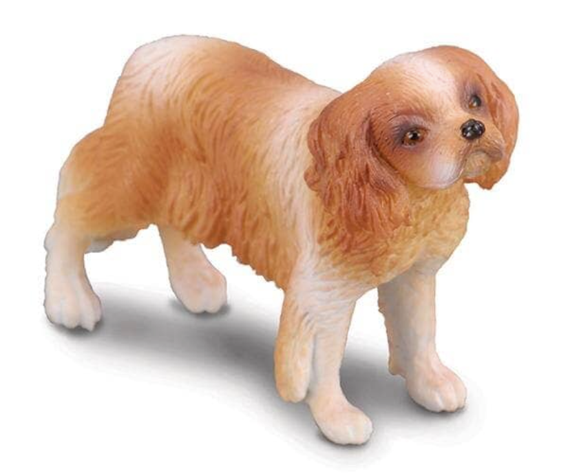 Cavalier King Charles Spaniel