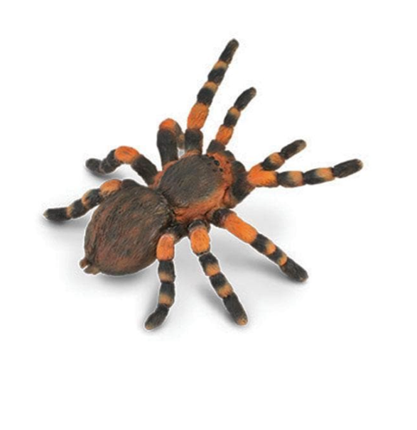 Mexican Redknee Tarantula