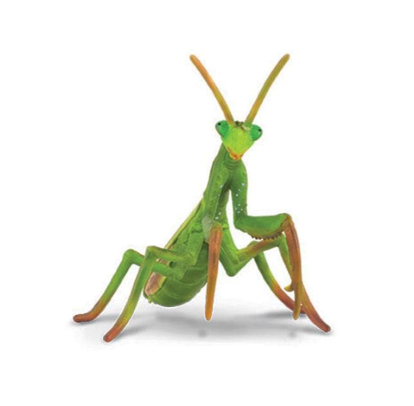 Praying Mantis