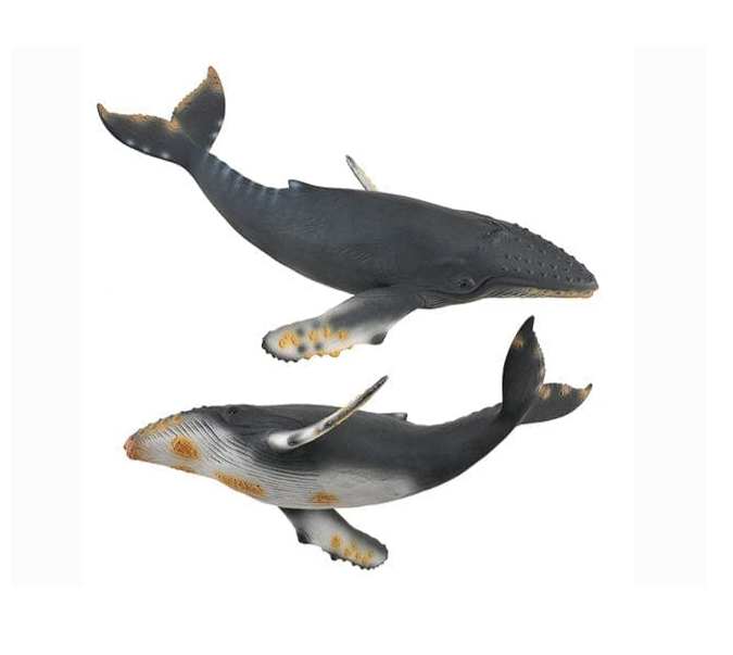 Humpback Whale