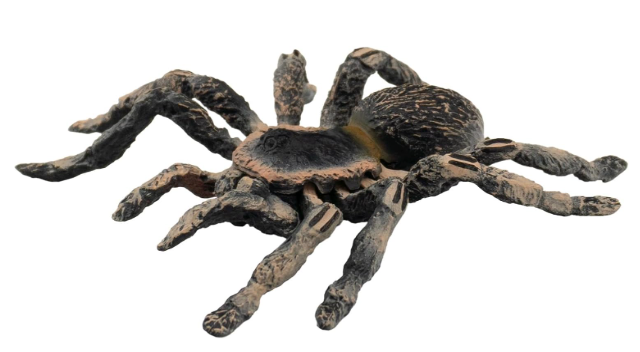 White Kneed Spider