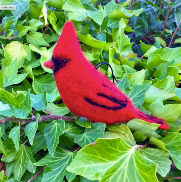 Birds Starter Woolpets