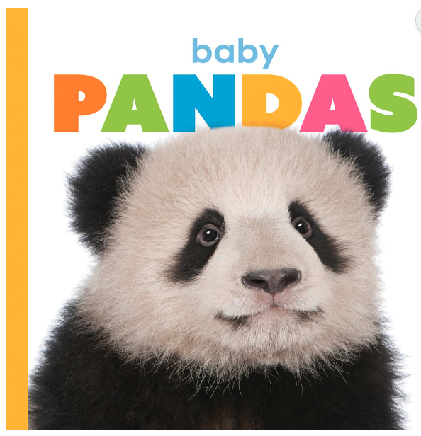Starting Out: Baby Pandas