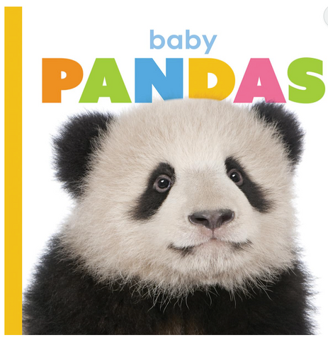 Starting Out: Baby Pandas