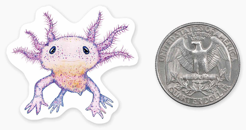 Axolotl - Mini Sticker