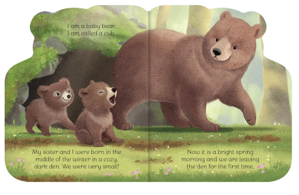A Little Bear