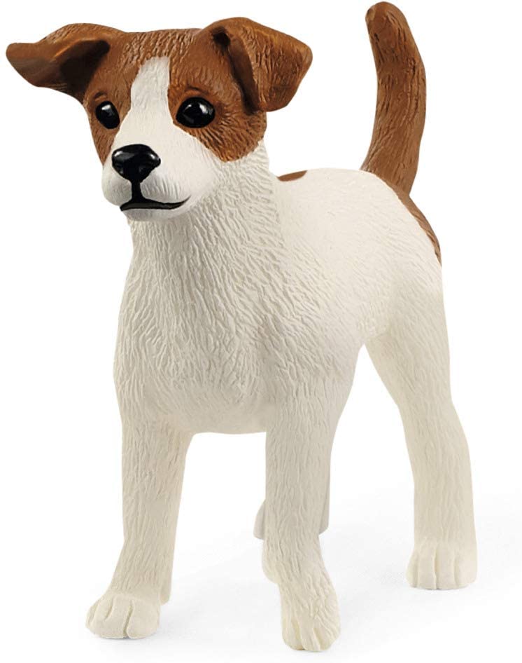 Jack Russel Terrier