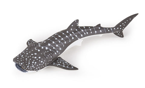 Young Whale Shark Papo