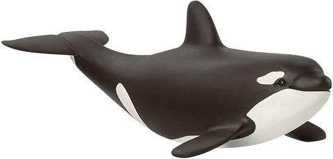 Baby Killer Whale