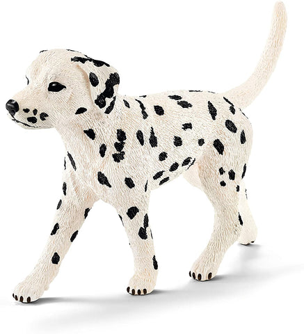 Dalmation