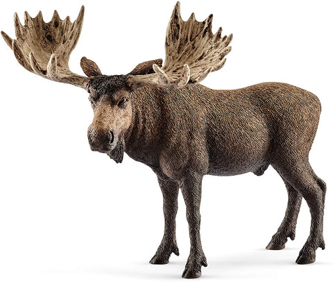 Moose Bull